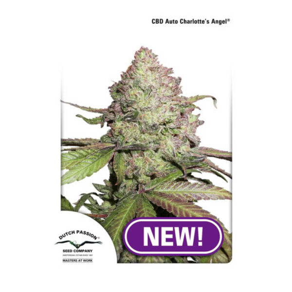 Dutch Passion CBD Charlottes Angel Automatic 7Stk.
