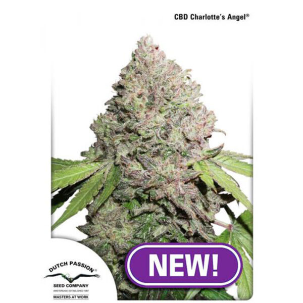 Dutch Passion Charlottes Angel CBD Feminisiert Samen 10Stk