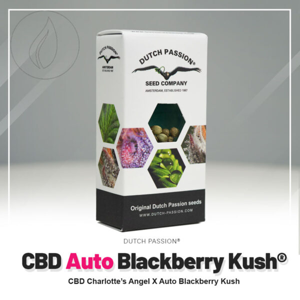 Dutch Passion Auto CBD Blackberry Kush 7 Seeds